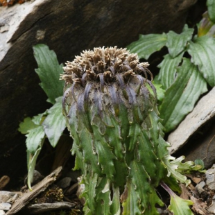 Saussurea quercifolia